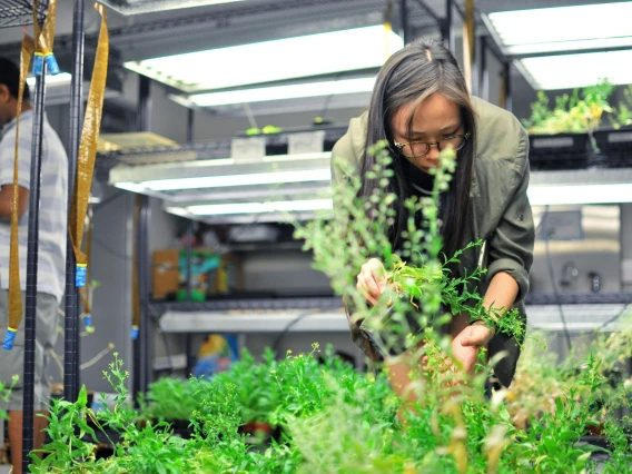 Indoor farming at the University of Arizona