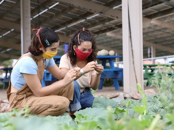 people looking at plants